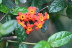 Rondeletia odorata